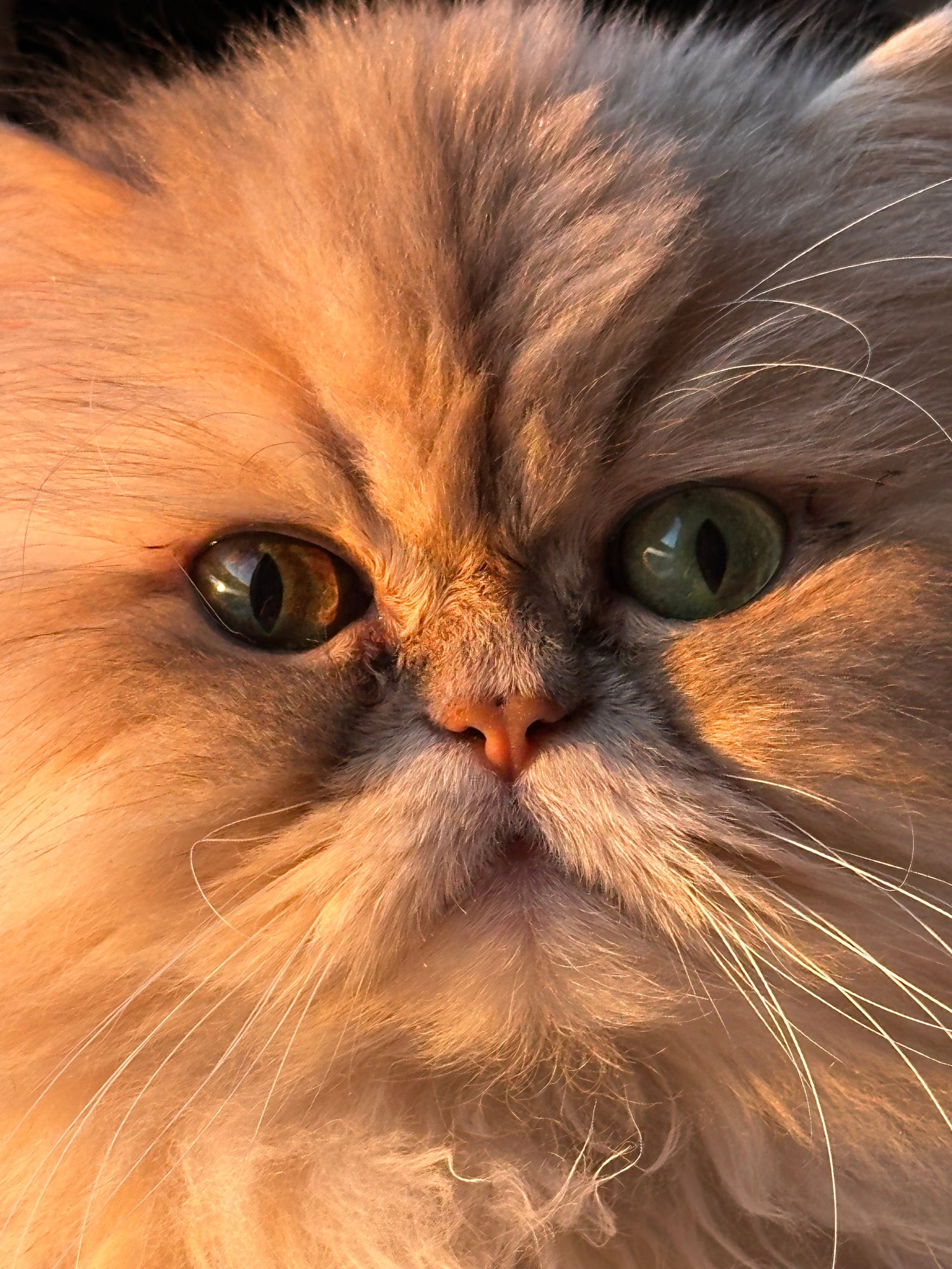 Toupie